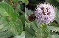 Mentha aquatica